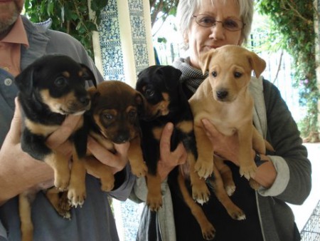 LADYS PUPPIES